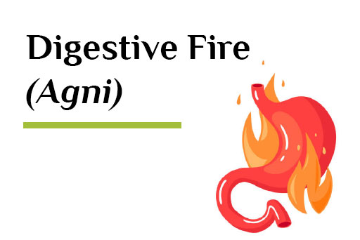 Digestive Fire - Agni