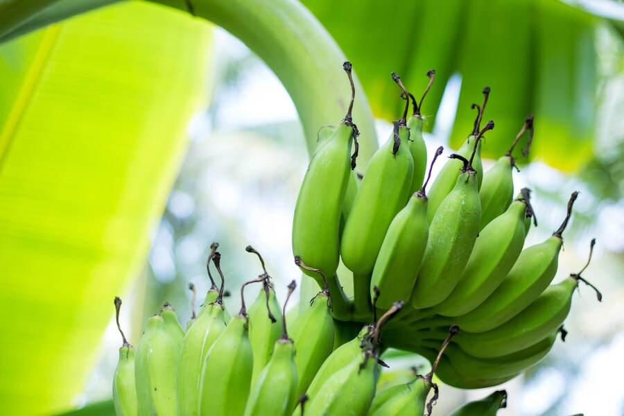 Banana for High Blood Pressure